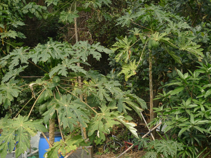 Papája Carica papaya