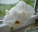 Phalaenopsis bílá.jpg