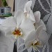 Phalaenopsis bílá2.jpg