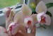 Phalaenopsis růžová.jpg